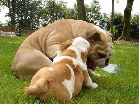 Engelsk bulldog Munthe - Ja.... hahahaha... Det glemmer jeg aldrig, det var sgu´ tider... hahaha... billede 6