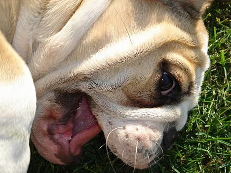 Engelsk bulldog Munthe - Pas på mig, jeg er vildt farlig lige nu... hihi billede 7