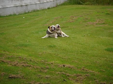 Engelsk bulldog Munthe - Hvem siger hunde ikke kan synge??? billede 8