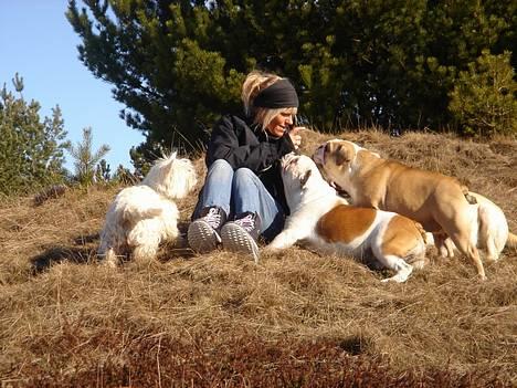 Engelsk bulldog Munthe - Alle mine bedste venner med ude og spadsere.... Elsker det... billede 9