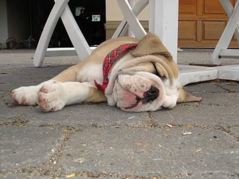 Engelsk bulldog Munthe - Jaeh.... bulldog ... billede 10