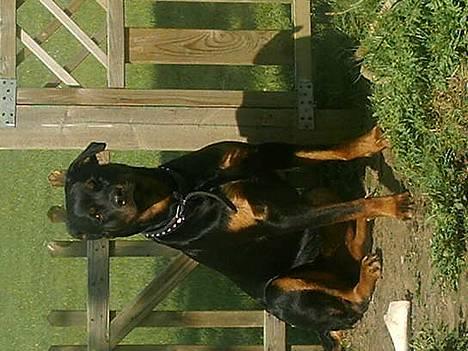 Rottweiler Nala (vi vil savne dig) - Her er jeg et år  billede 2