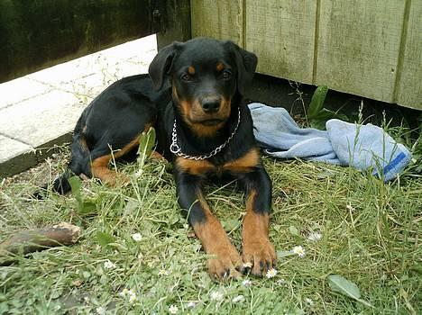 Rottweiler Nala (vi vil savne dig) - Må hellere ligge pænt så mor kan få et godt billed... 3 måneder og 6 dage... billede 4