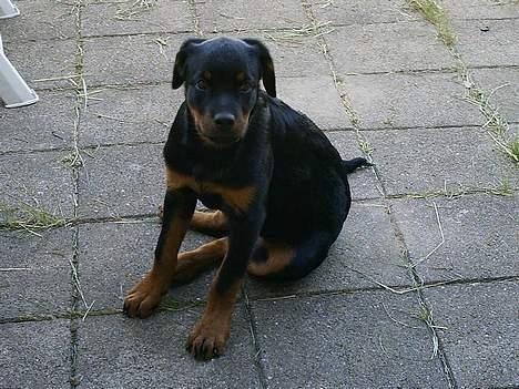 Rottweiler Nala (vi vil savne dig) - Ih så skynd dig at ta det billed mor billede 7