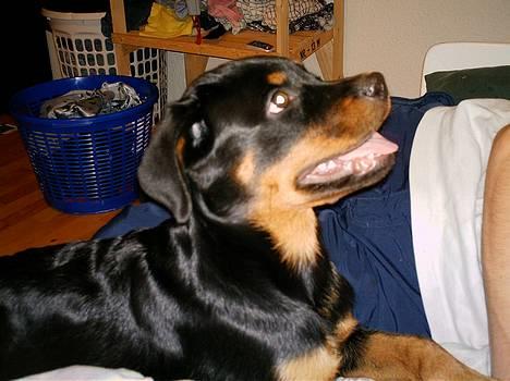 Rottweiler Nala (vi vil savne dig) billede 8