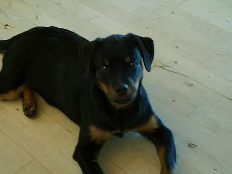 Rottweiler Nala (vi vil savne dig) billede 9