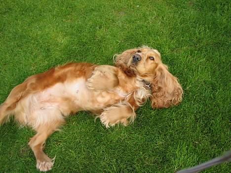 Cocker spaniel Bella - en legesyg hund billede 1