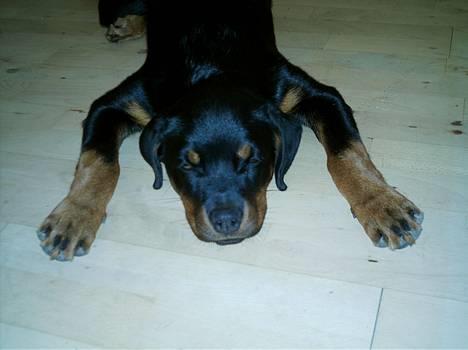 Rottweiler Nala (vi vil savne dig) billede 10