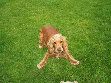 Cocker spaniel Bella - vuf billede 2