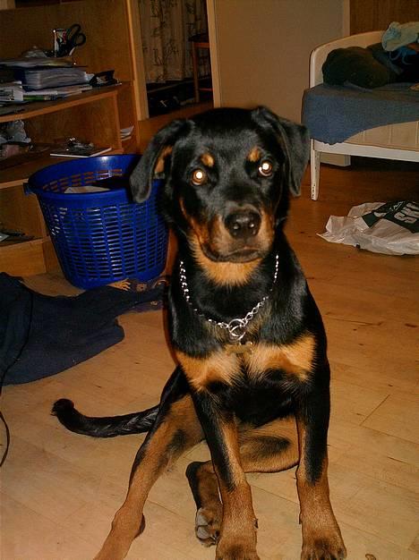 Rottweiler Nala (vi vil savne dig) - Er jeg ikke blevet stor og pæn ;) billede 11