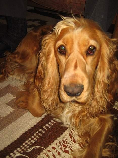 Cocker spaniel Bella - bella elsker at ligge under bordet billede 4