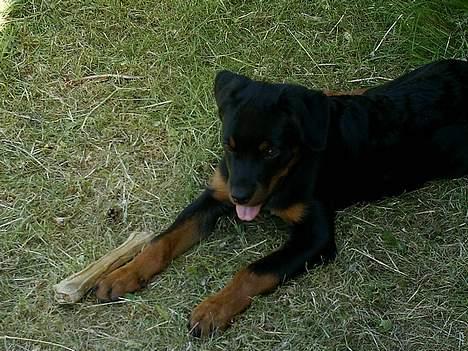 Rottweiler Nala (vi vil savne dig) billede 12