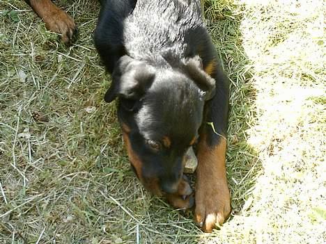 Rottweiler Nala (vi vil savne dig) billede 13