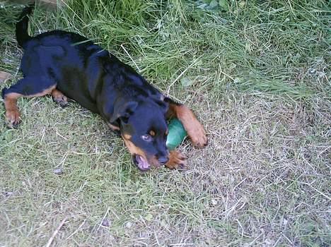 Rottweiler Nala (vi vil savne dig) - Tog lige en af mors og fars flasker :o) billede 14