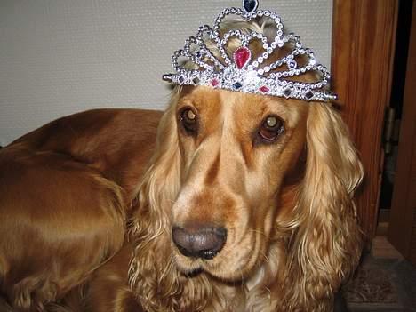 Cocker spaniel Bella - leger prinsesse billede 5