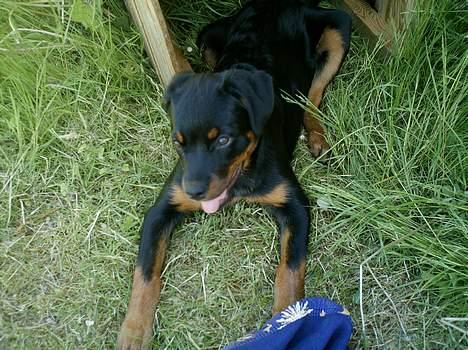 Rottweiler Nala (vi vil savne dig) billede 15