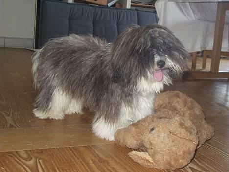 Coton de tulear Louis - Her er mig og min ven Bamse billede 1