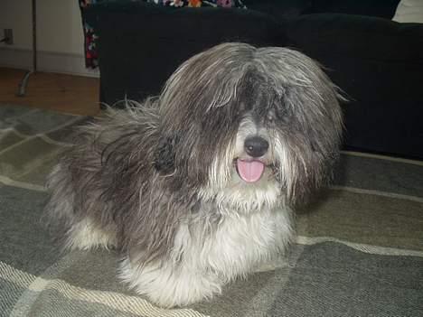 Coton de tulear Louis - Det er dejligt at lege med bamse man bliver i så god humør. billede 3