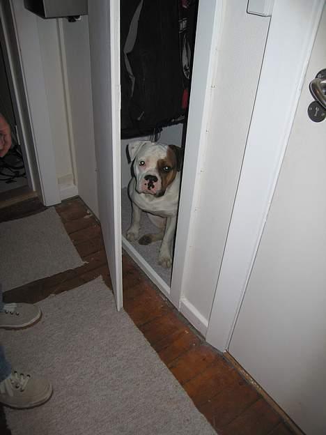 Amerikansk bulldog Kettner´s Batman (Nico) - Tror lige, at jeg vil gemme mig i skabet her. billede 7