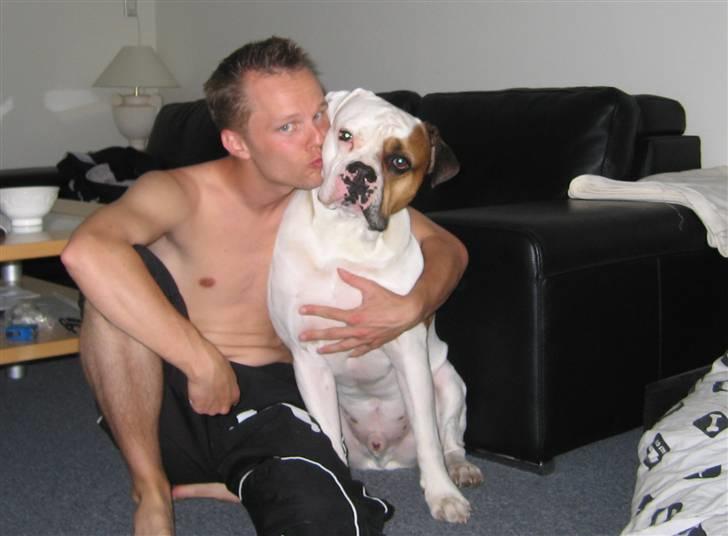 Amerikansk bulldog Kettner´s Batman (Nico) billede 8