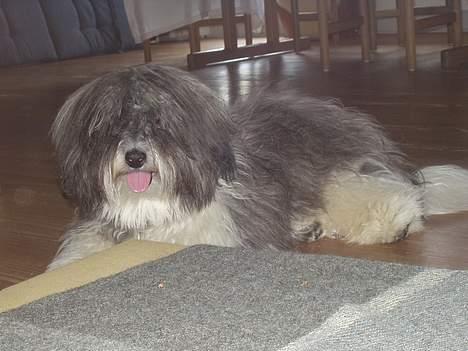 Coton de tulear Louis - Hej igen billede 4