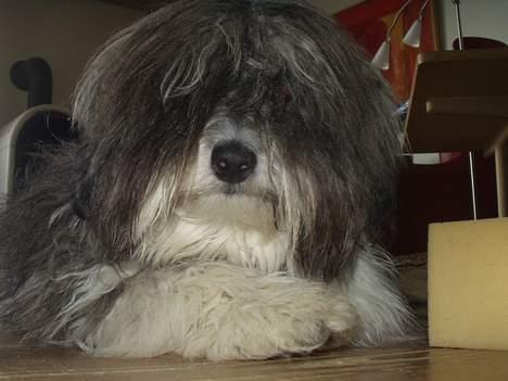 Coton de tulear Louis - Hallo billede 5