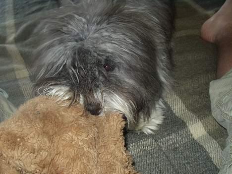 Coton de tulear Louis - Bider bamse billede 6