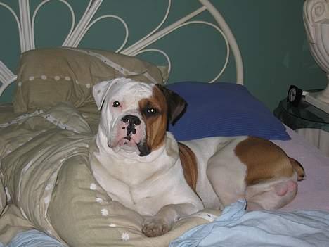 Amerikansk bulldog Kettner´s Batman (Nico) billede 9