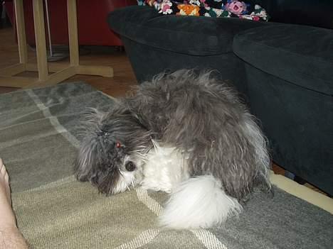 Coton de tulear Louis - Det klør billede 7