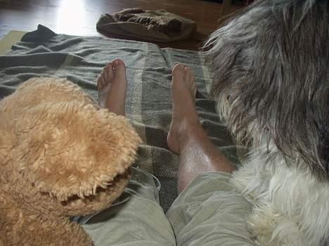 Coton de tulear Louis - Hej bamse billede 8