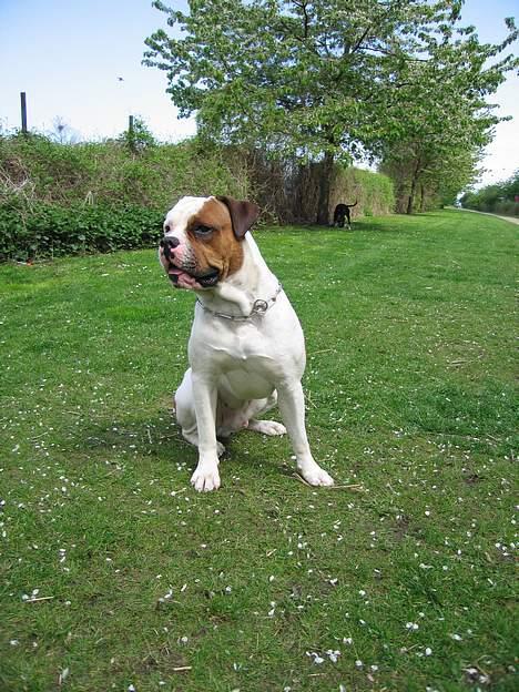 Amerikansk bulldog Kettner´s Batman (Nico) billede 10