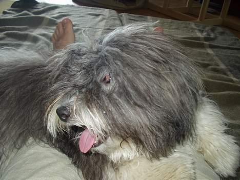 Coton de tulear Louis - Puha billede 9