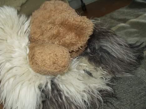 Coton de tulear Louis - Hej BAMSE!!! billede 10