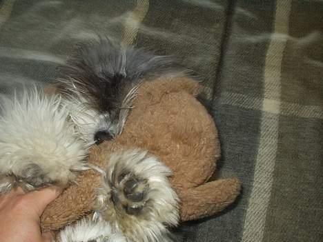 Coton de tulear Louis - God ven at have. billede 11