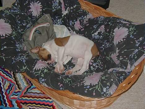 Amerikansk bulldog Kettner´s Batman (Nico) billede 12