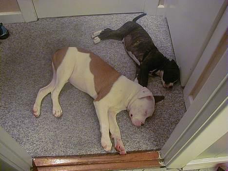 Amerikansk bulldog Kettner´s Batman (Nico) - Min bedste ven (lector) og jeg, TOTAL udbrændt her. billede 13