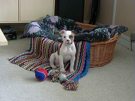 Amerikansk bulldog Kettner´s Batman (Nico) - Er lige kommet til mit nye hjem og har fået denne fine flet-kurv (findes ikke mere). :o)  billede 15