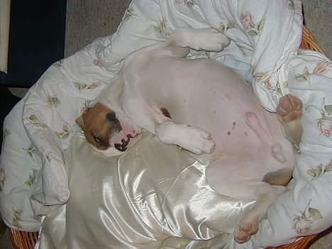 Amerikansk bulldog Kettner´s Batman (Nico) - Sådan ligger jeg stadig, selvom jeg er 20 mdr. gammel! :o) billede 16