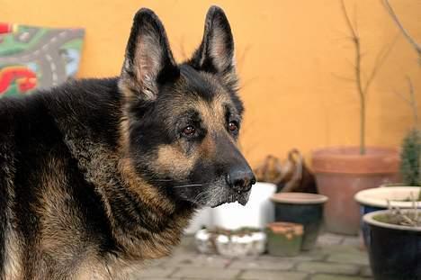 Schæferhund Chico - woooooooow flot hund lol :) billede 8