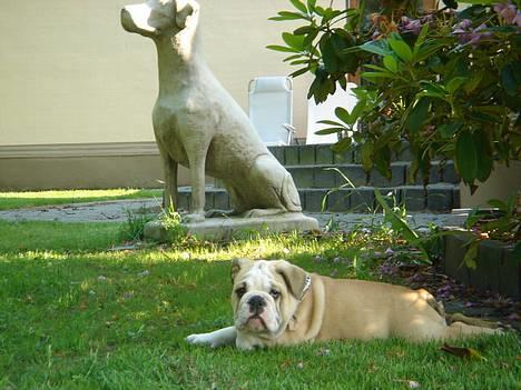 Engelsk bulldog Munthe - Ikke tage billeder når jeg ligger i denne stilling, du lovede??? billede 11