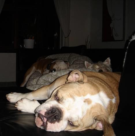 Engelsk bulldog Munthe - Bare hyggeligt når vi får lov til at putte i sofaen.... billede 12