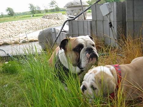 Engelsk bulldog Munthe - Hygge med min storebror.... billede 13