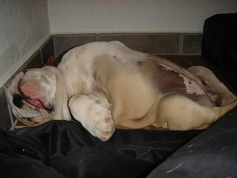 Engelsk bulldog Munthe - Godnat..... billede 14