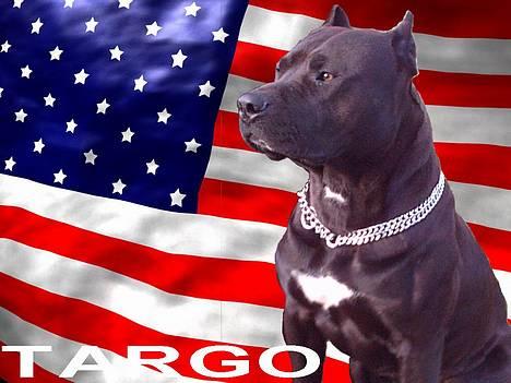 Amerikansk staffordshire terrier Targo  billede 7