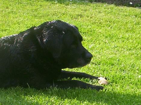 Labrador retriever Trine *BORTE* - Hvor er jeg bare hård billede 11