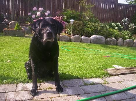 Labrador retriever Trine *BORTE* - Men jeg kan godt se sød ud . ikk billede 12