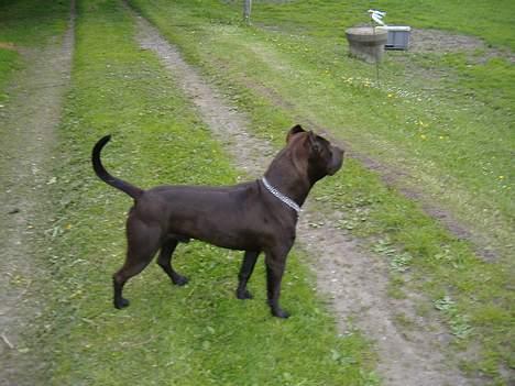 Amerikansk staffordshire terrier Targo  billede 9