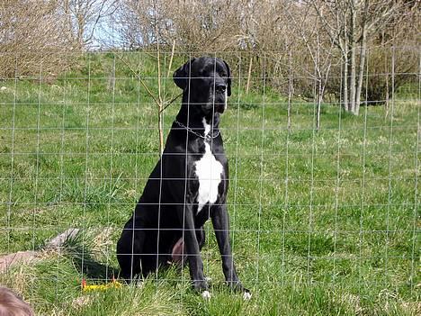 Grand danois Holger - Se bare hvor fint jeg kan sidde. billede 13