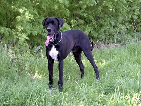 Grand danois Holger billede 18