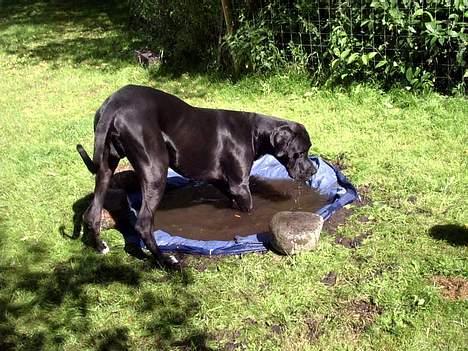 Grand danois Holger - Øv!! Her er kun plads til ½ Grand Danois. billede 19